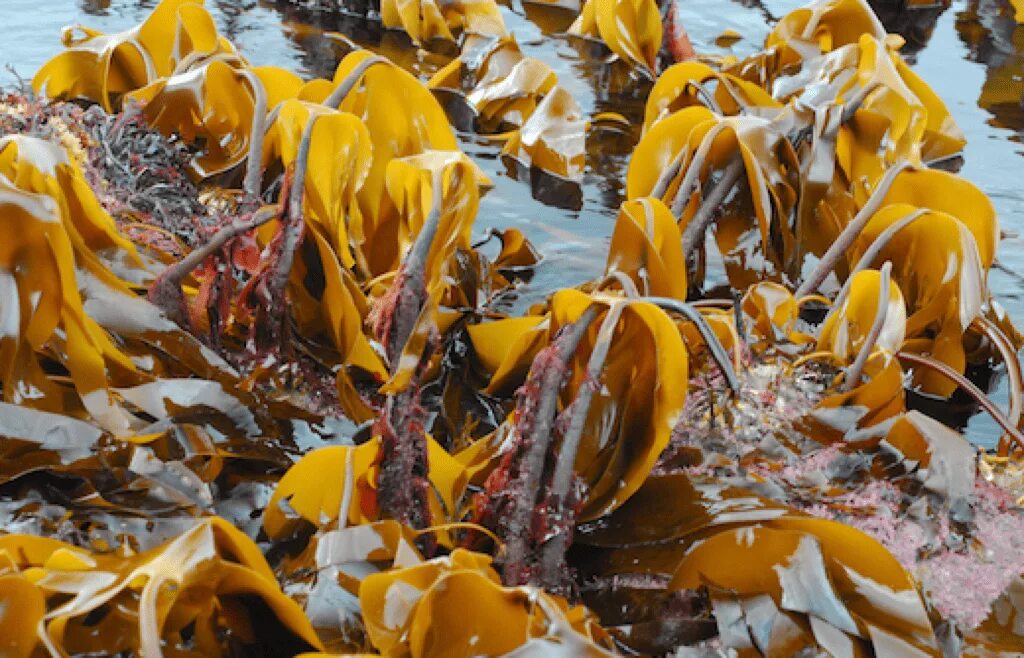 Ламинария шоп. Laminaria japonica. Laminaria Hyperborea. Ламинария Гиперборея. Ламинария пальчаторассеченная фото.