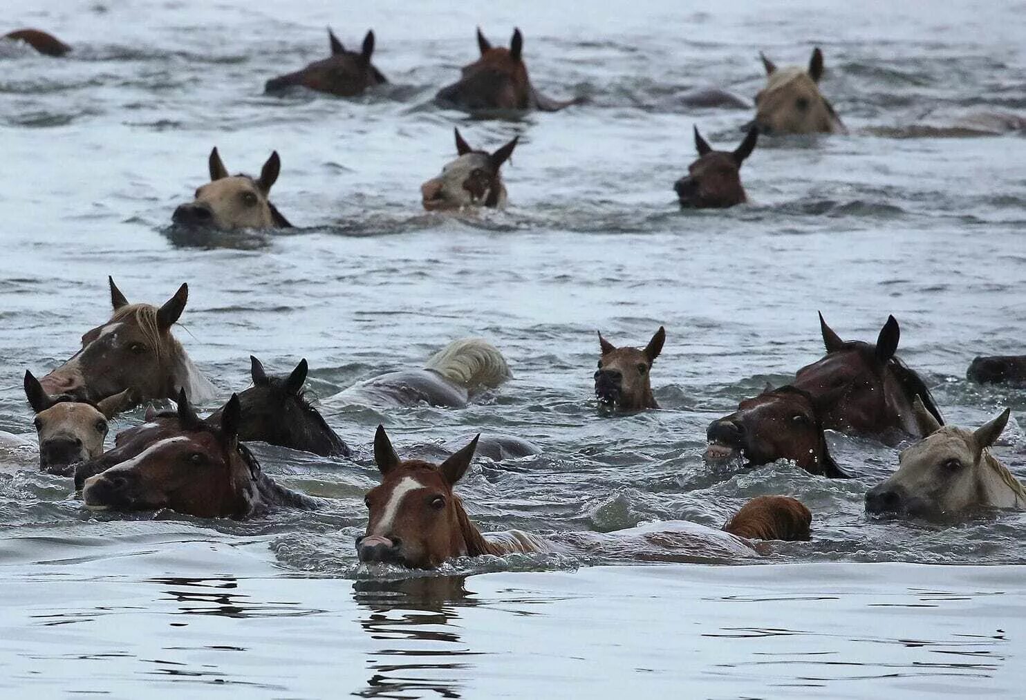 Лошади в океане. Кони плавают. Лошадь купается. Конь плывет.