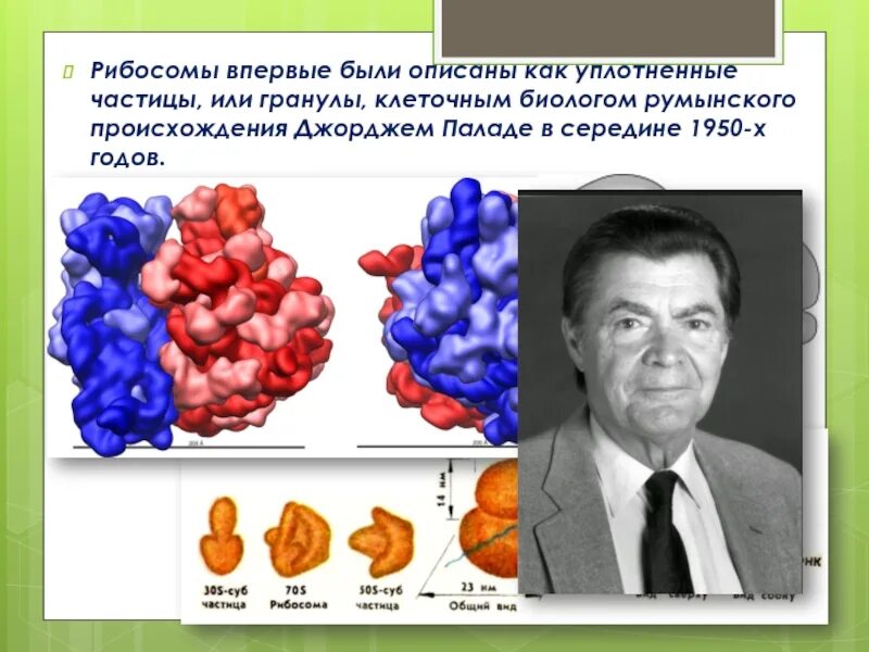 Открытие рибосом. Рибосомы находятся в. Кто открыл рибосомы. Открытие рибосом. Рибосомы - органоиды клетки, отвечающие.