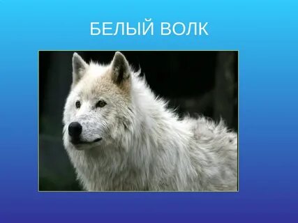Волк презентация 3 класс