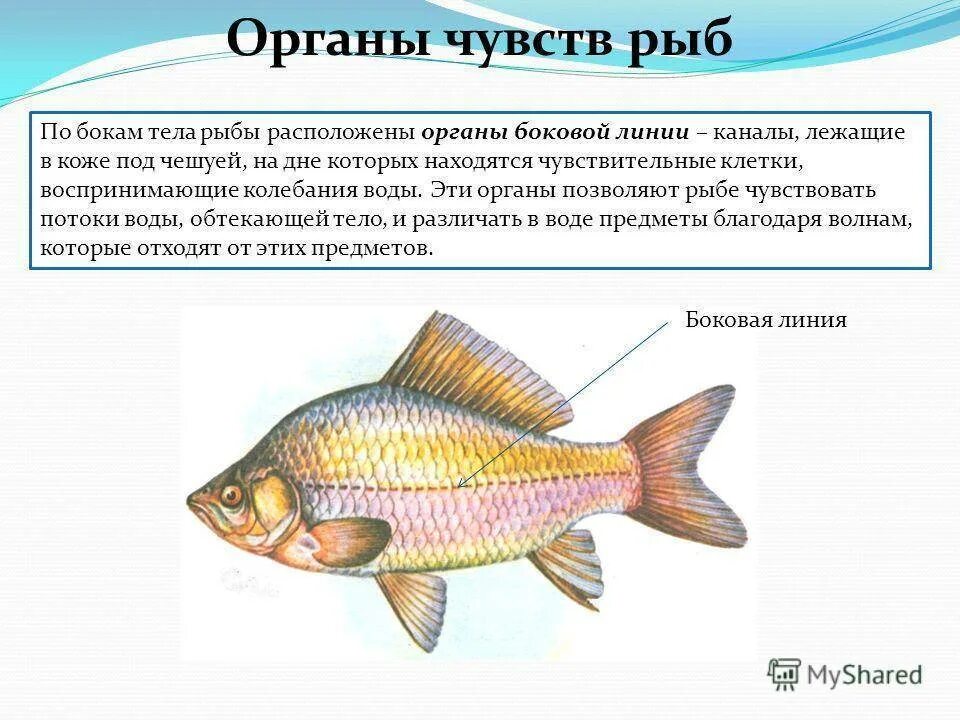 Внешнее строение рыбы и земноводных. Внешнее строение рыб органы чувств. Боковая линия орган чувств у рыб. Функция органов чувств системы у рыб. Органы боковой линии.