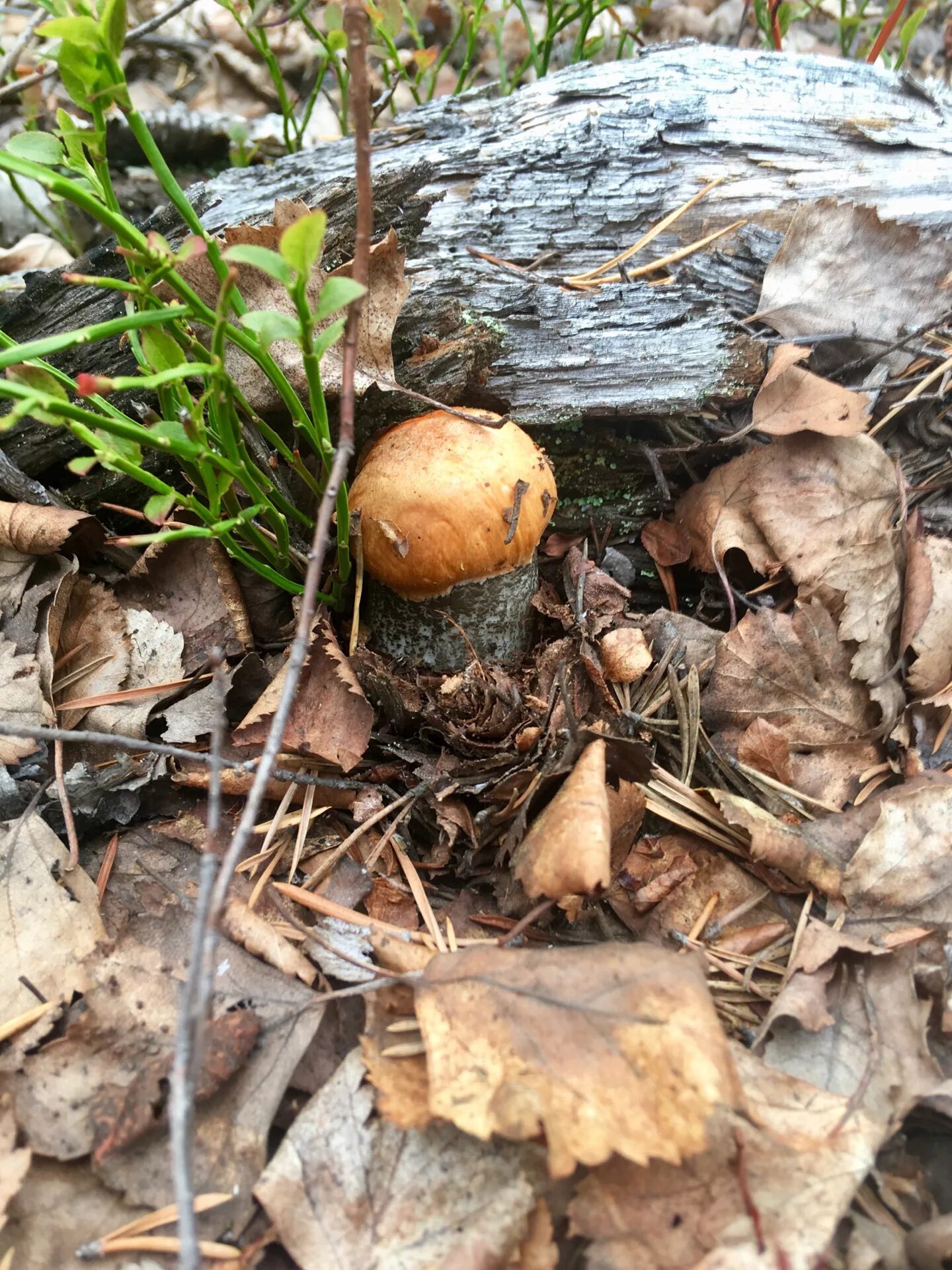 Первый гриб после зимы. Первые грибы. Ранние грибы. Самые первые грибы. Первые грибы после зимы.