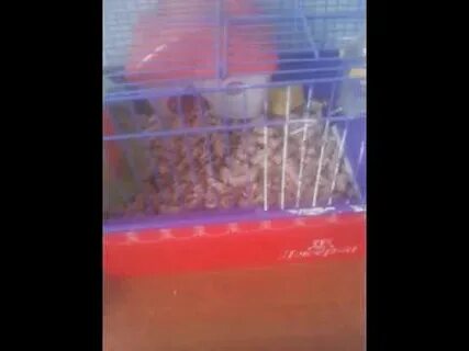 Хомяк танцует видео