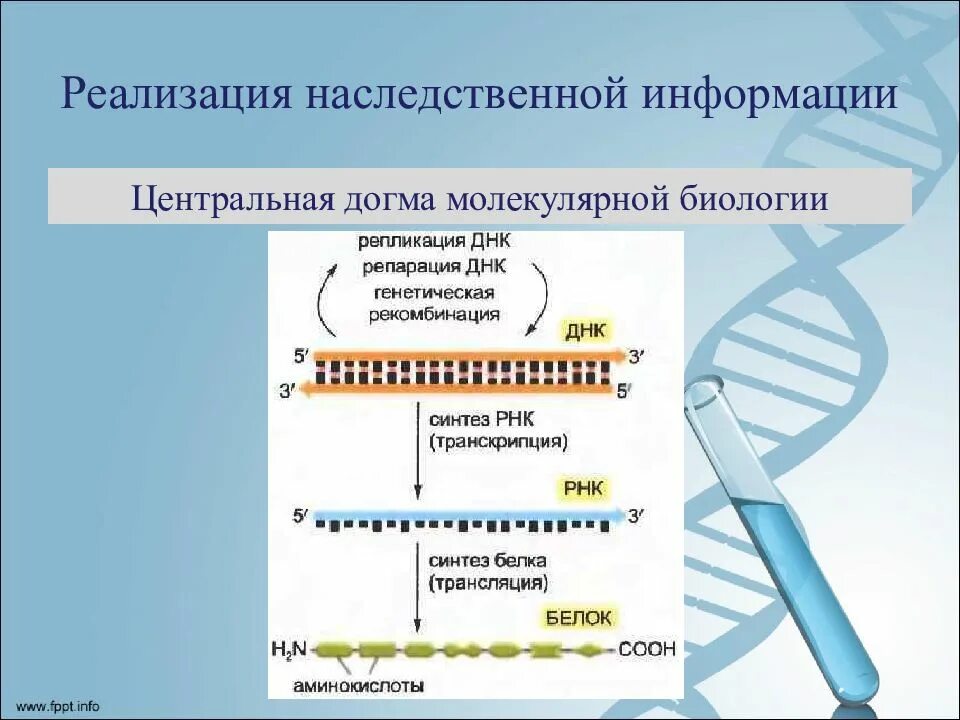 Реализация наследственной клетки. Реализация генетической информации. Молекулярные основы наследственности.