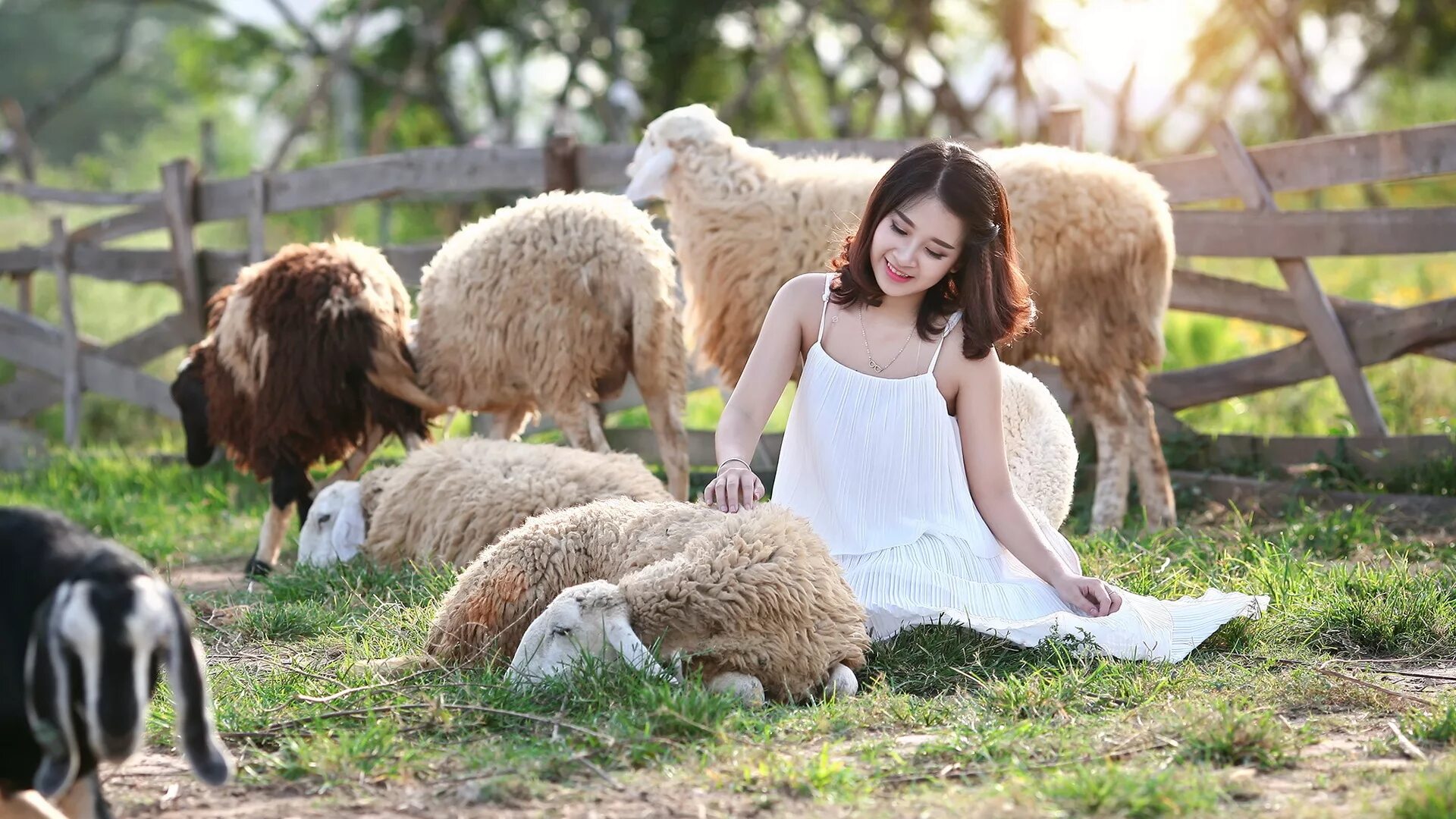 Пасу овечек. Девочка Овечка. Девушка с бараном. Овца девушка. Фотосессия с овцами.