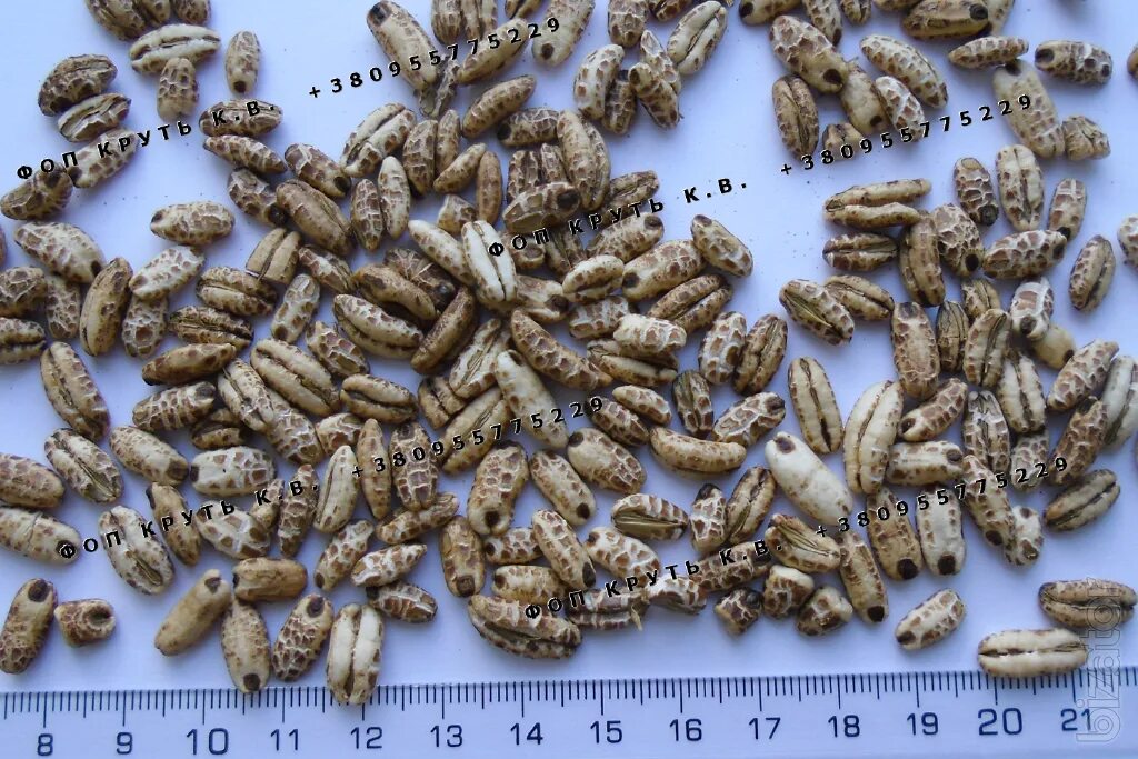 Воздушный ячмень. Солод vienna malt ~ 7 ebc мешок 25 кг. Barley seeds. Воздушный maxi vita. Арпа ячмень.