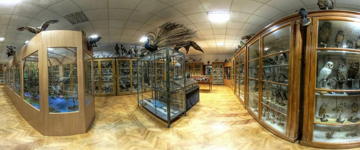 зоологический музей имени д. н. зоологический музей самара. зоологический музей фролова в самаре. флорова самара.