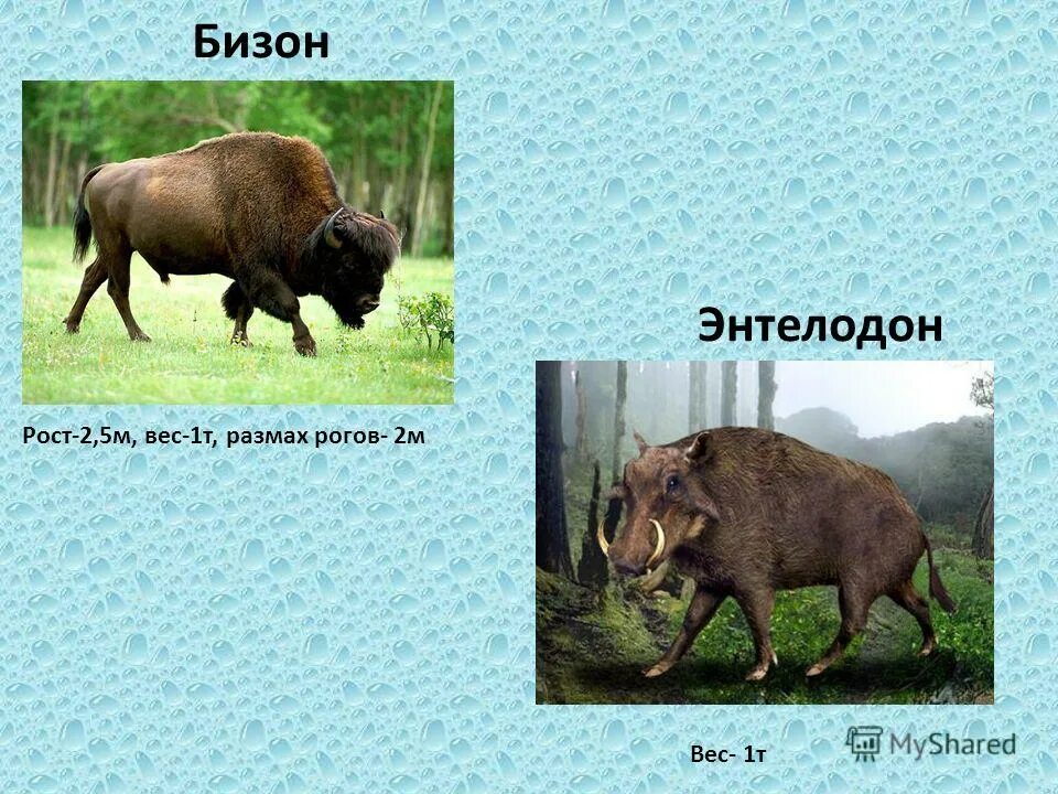 Бизон вес