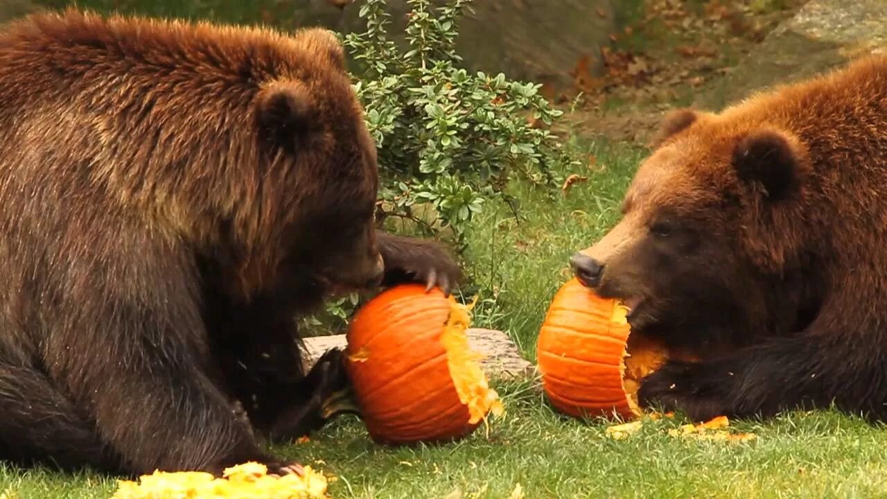 The bear eat the. The bear eat the. Медведь гризли ест ягоды. The bear eat the. Портфолио про бурого медведя.