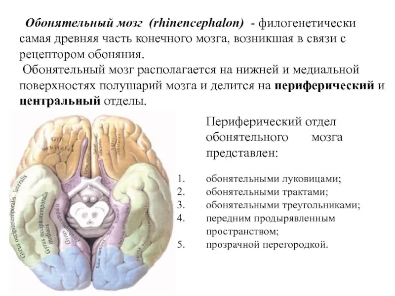 Обонятельный мозг. Конечный мозг обонятельный мозг. Функции обонятельного отдела головного мозга. Состав периферического отдела обонятельного мозга. Анатомия и топография обонятельного мозга.