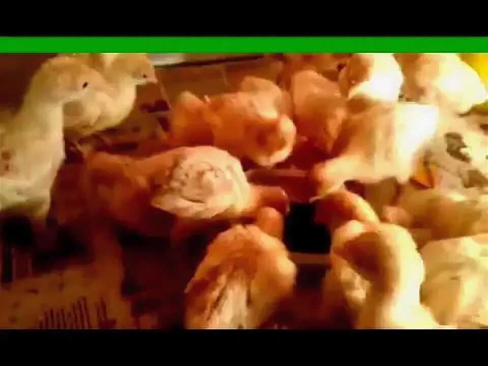 Почему цыплята клюют друг друга. Индюки едят лук.
