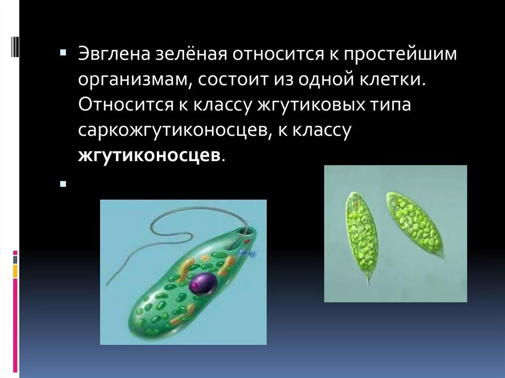 Организм простейших состоит из. Светочувствительный глазок у зелёной эвглены. Внутреннее строение эвглены зеленой. Эвглена зеленая пластиды. Органоиды эвглены зеленой.