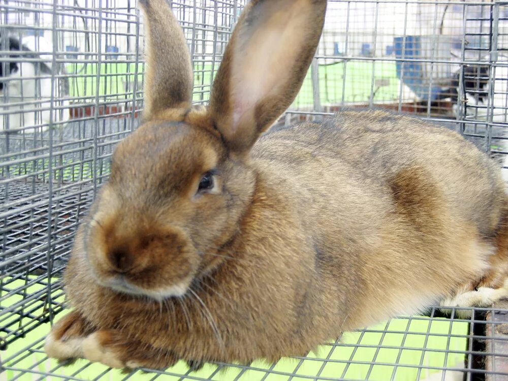 Как узнать породу кролика. Как узнать породу кролика. Кролики породы рекс окрасы. Кролики породы паннон. Какой формы кролики.