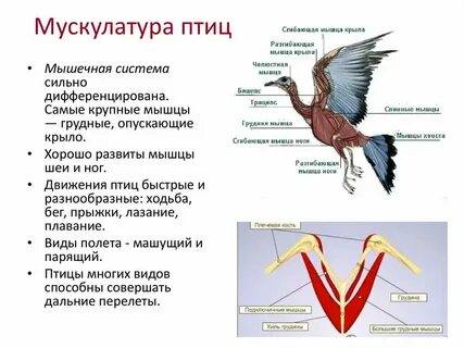 Особенности строения в связи с полетом