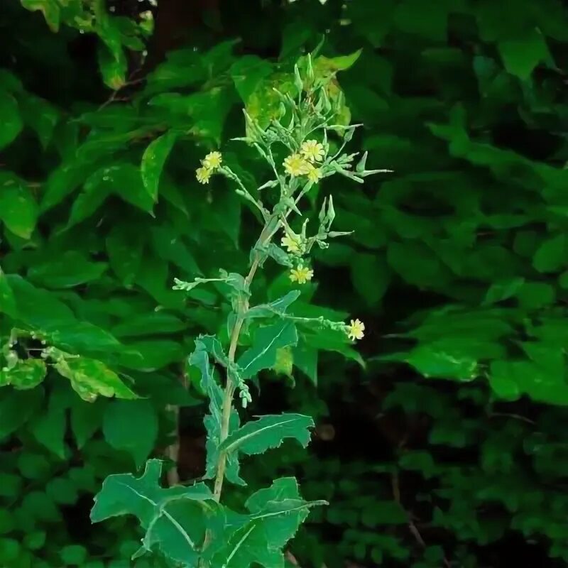 File:Starr 030202-0079 Lactuca sativa.jpg - Wikimedia Commons