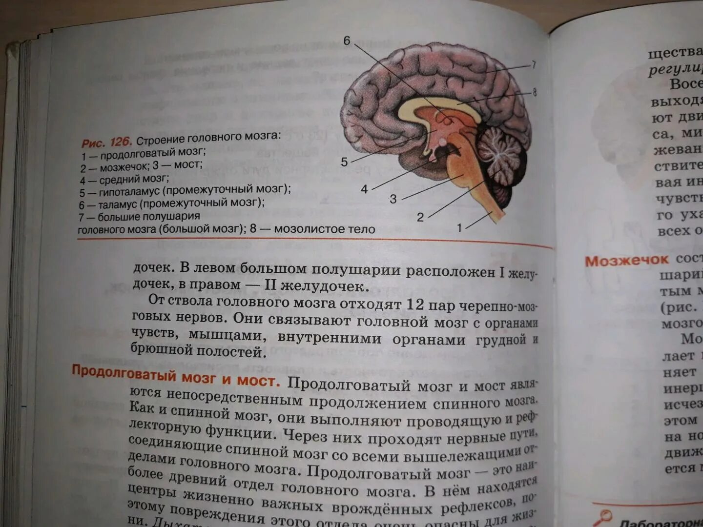 Биология 8 класс главное. Биология 8 класс Колесов маш Беляев. Биология. 8 Класс. Учебник. Книга биология 8 класс. Колесов маш Беляев биология 8 класс учебник.