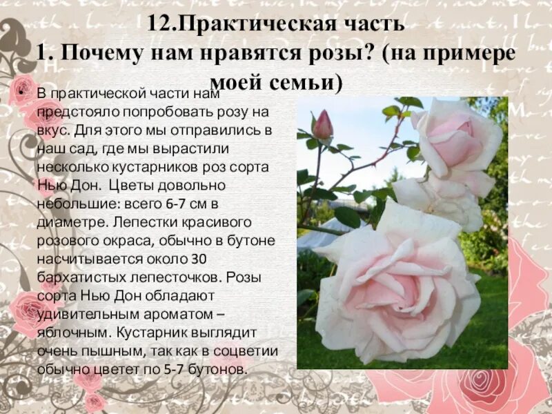 Почему розу назвали розой. Сообщение о Розе. Доклад про розу 7 класс. Описание розы.