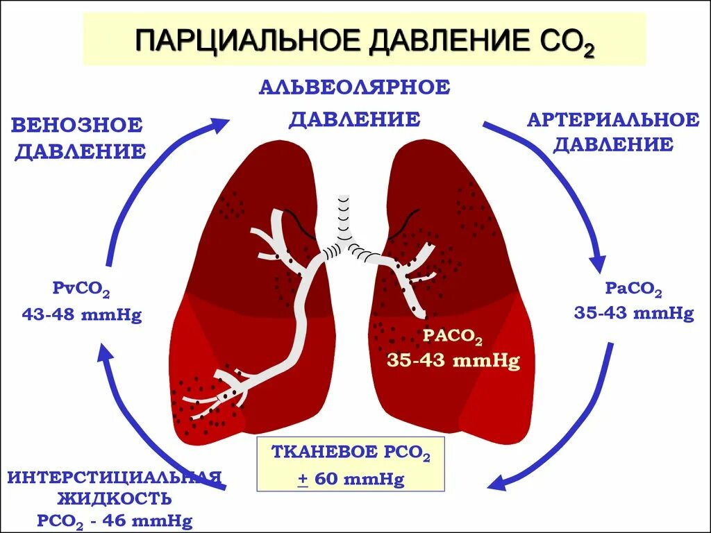 Парциальное давление. Парциональноедавление. Парциональное давление. Парциальное давление это в биологии.