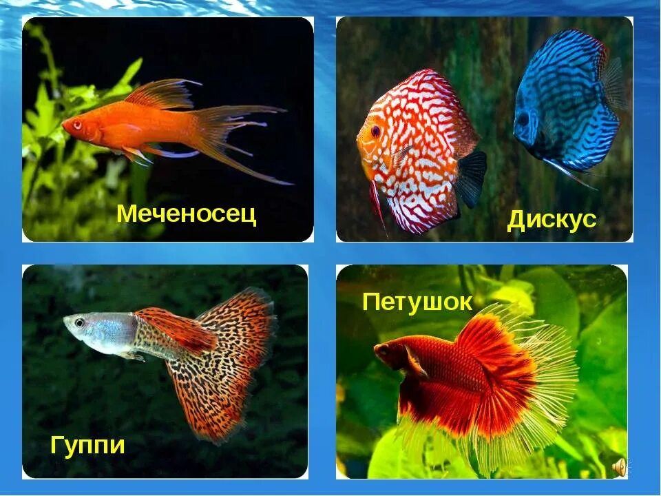 Аквариумные рыбки названия. Аквариумные рыбы для детей с названиями. Аквариумные рыбы названия. Аквариумные рыбки назвв.