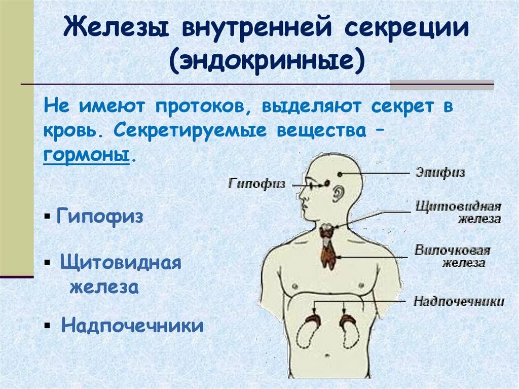 Как отличить железы. Эндокринные железы внутренней секреции. Перечислите функции желез внутренней секреции.. Железы внутренней секреции секрет. Эндокринная система железы секреции.