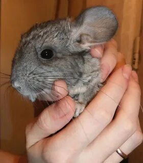 Имена для шиншилл