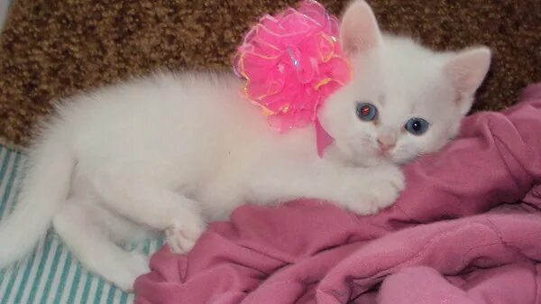 Кошечка красавица москвы. Белый котенок с бантиком. Бело розовый котик. Котенок с бантом. Котята с розовым носиком.