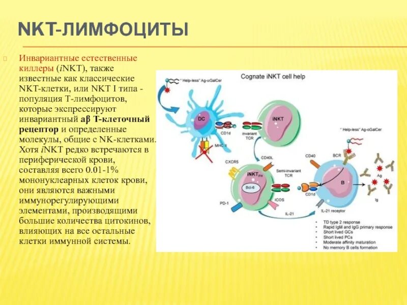 Nk клетки функции. Nkt клетки иммунология. nk и nkt клетки иммунология. естественные киллеры nk-клетки. nkt клетки и nk клетки.