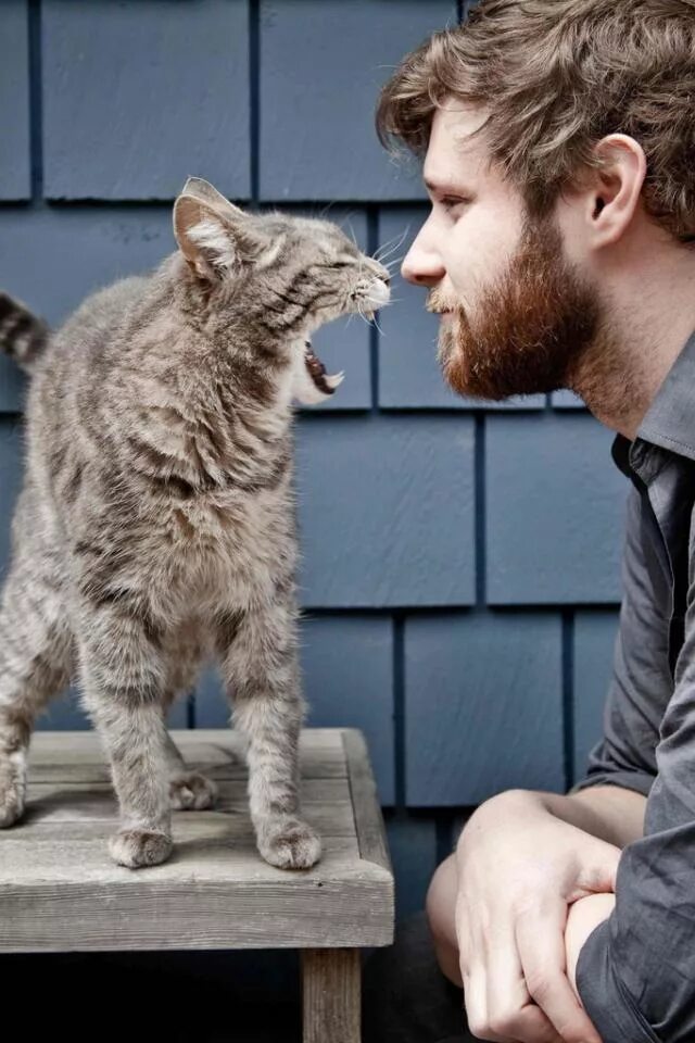 Кошка и хозяин. Кошечка ластится к человеку. Любовь кота к хозяину. Коты и хозяева. Коты человека себе заведем.