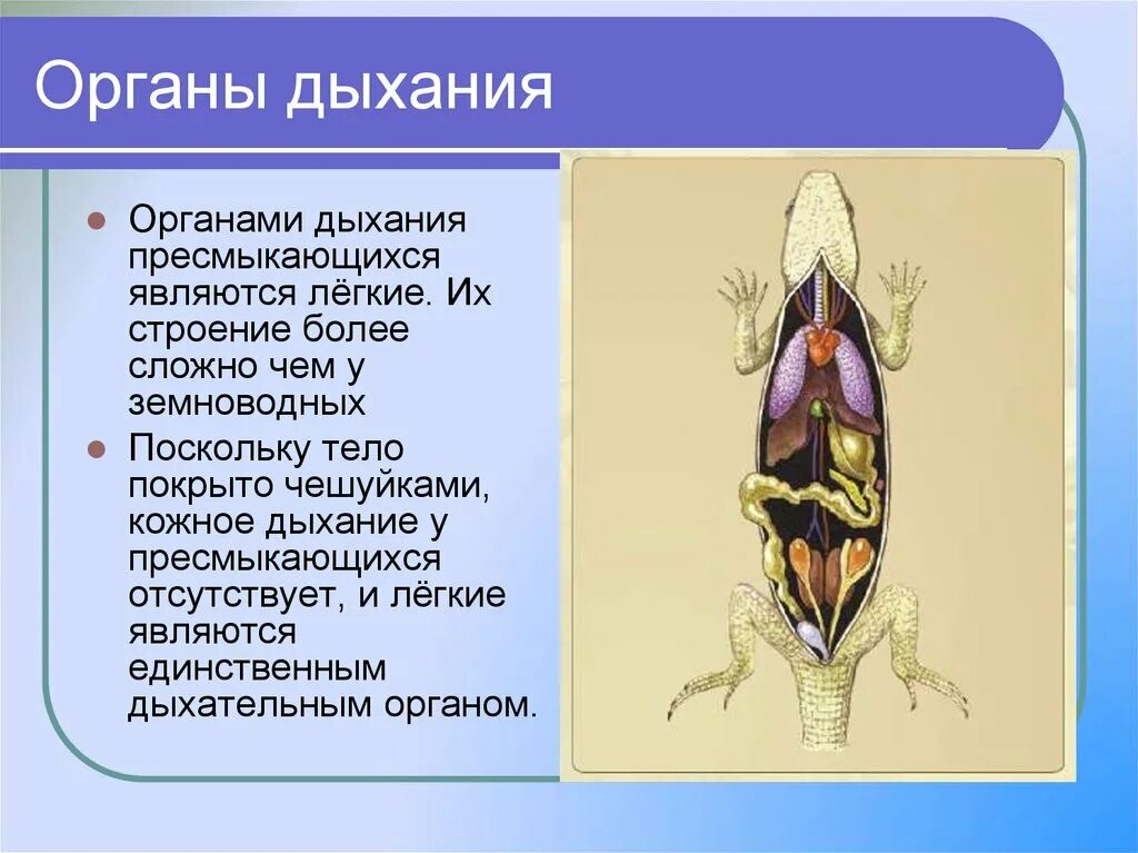 Дыхательная система пресмыкающихся 7 класс биология. Строение дыхательной системы амфибий. Строение дыхательной системы земноводных. Строение систем пресмыкающихся. Легкие млекопитающих и пресмыкающихся