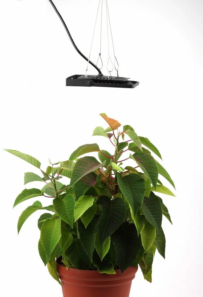 Эра светодиодная лампа для растений. Эра прожектор для растений. Светильники для растений светодиодные настольные. Эра прожектор для растений светодиодный уличный. Прожектор для растений
