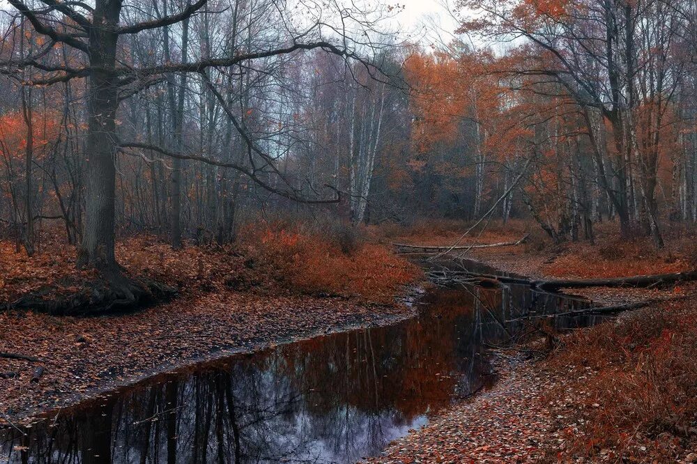 Дудергофский парк поздняя осень. Конец осени. Поздняя осень пейзаж. Ноябрь природа.