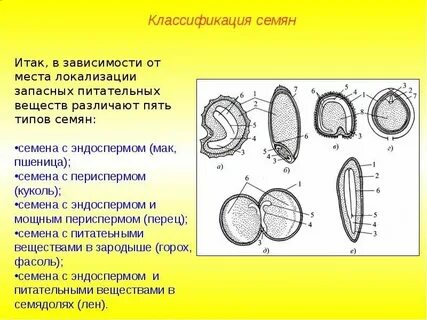 Строение семян двудольных растений 6