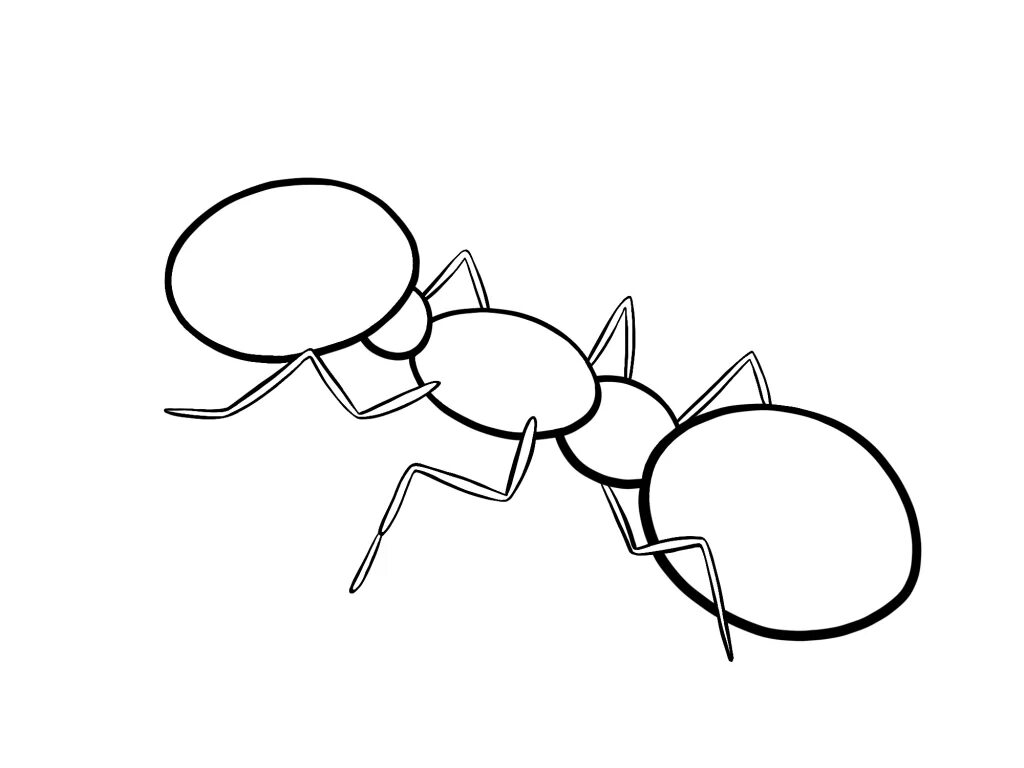 Поэтапный рисунок муравья. Муравей рисунок. Поэтапное рисование насекомых. Как рисовать муравья. Поэтапное рисование муравья для детей.