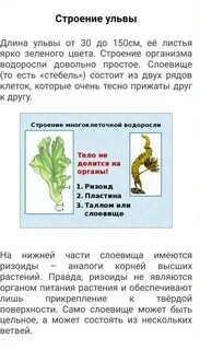 К каким систематическим группам относится ульва