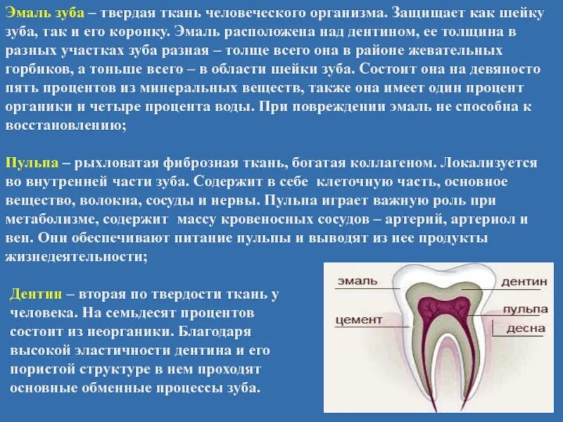 Функции тканей зубов. Строение зуба эмаль дентин.