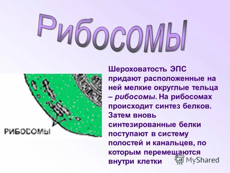 эндоплазматическая сеть строение и функции таблица. мембранные органоиды клетки функции таблица. рибосома строение и характеристика. таблица функции органоидов лизосомы. эпс рибосомы таблица.