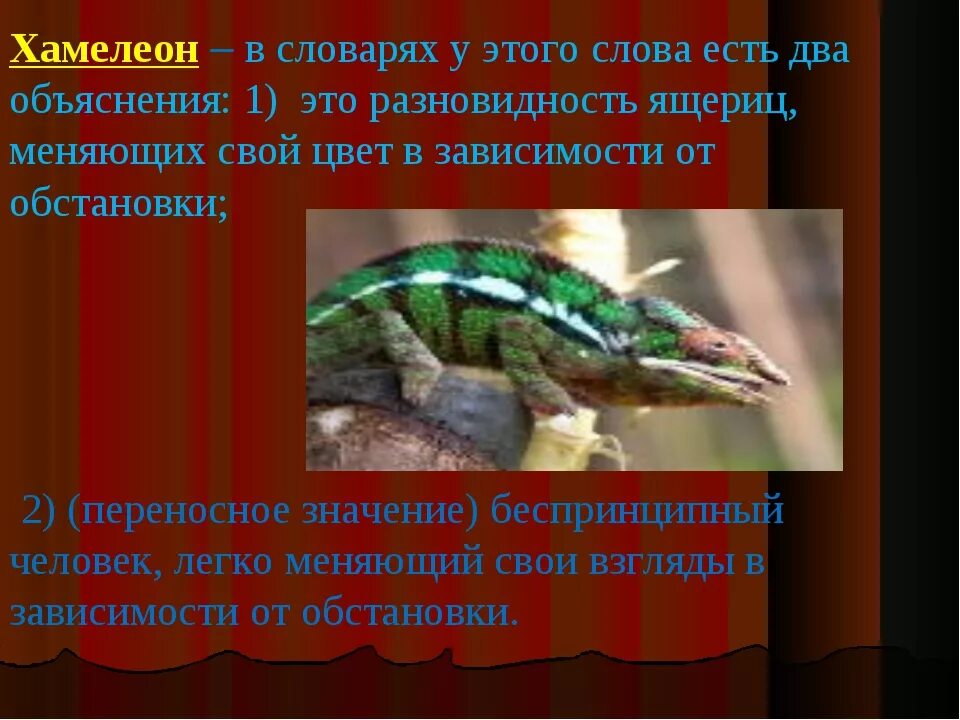 Читать хамелеон в кратком содержании. Хамелеон презентация. хамелеон доклад. сочинение про хамелеона. хамелеон доклад 3 класс.