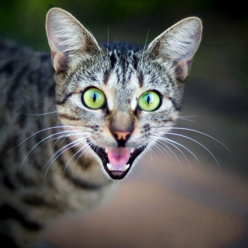 Кошка часто открывает рот. Кошка мяукает. Кошачье мяуканье. Коты которые мяукают.. Кошка мяучит.