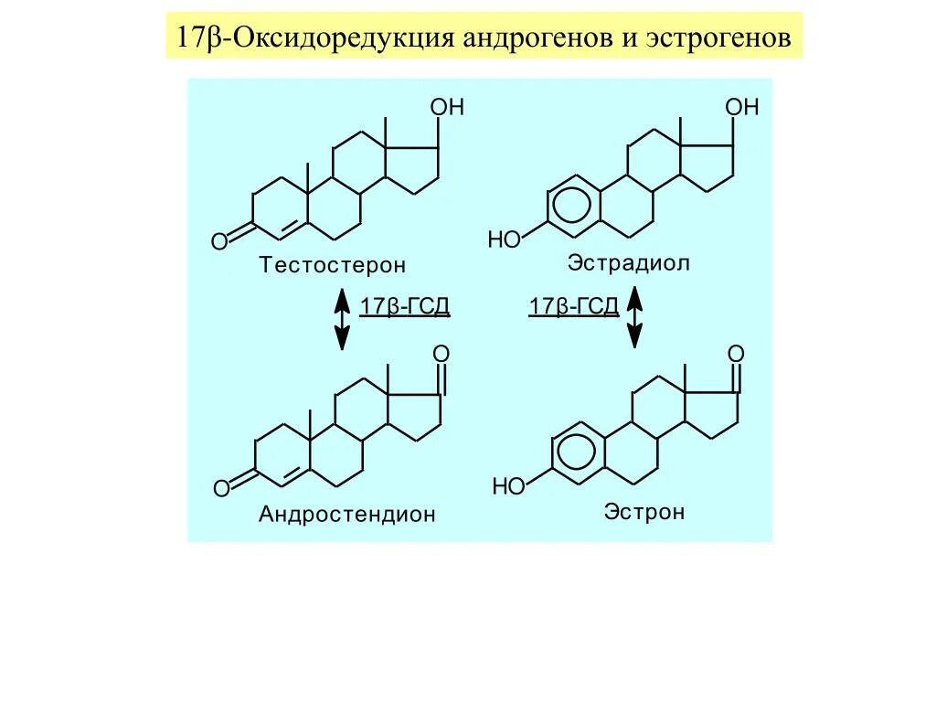 Эстрадиол это эстроген. Андростендион в эстрон. Синтез эстрадиола биохимия. Половые гормоны андрогены эстрогены. Эстрадиол и тестостерон.