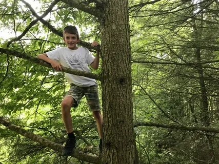 Climb s tree