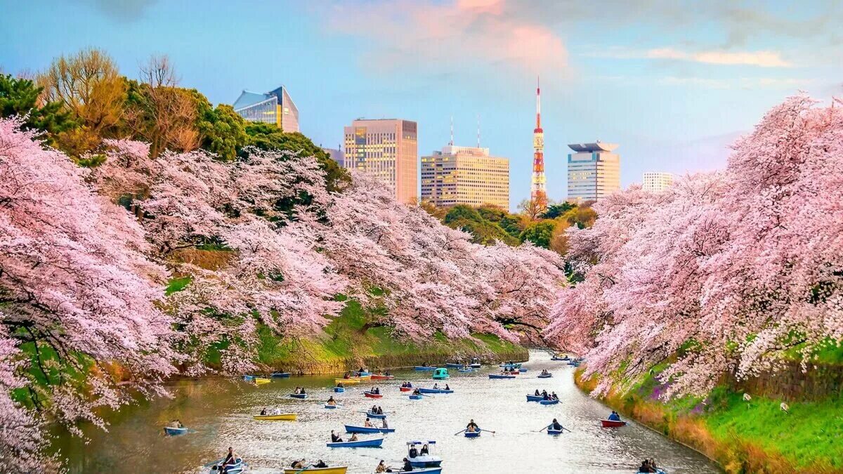 Сакуры токио река парк. Япония императорский дворец сакура. Токио сакура. Токио сакура. Чидоригафучи токио.