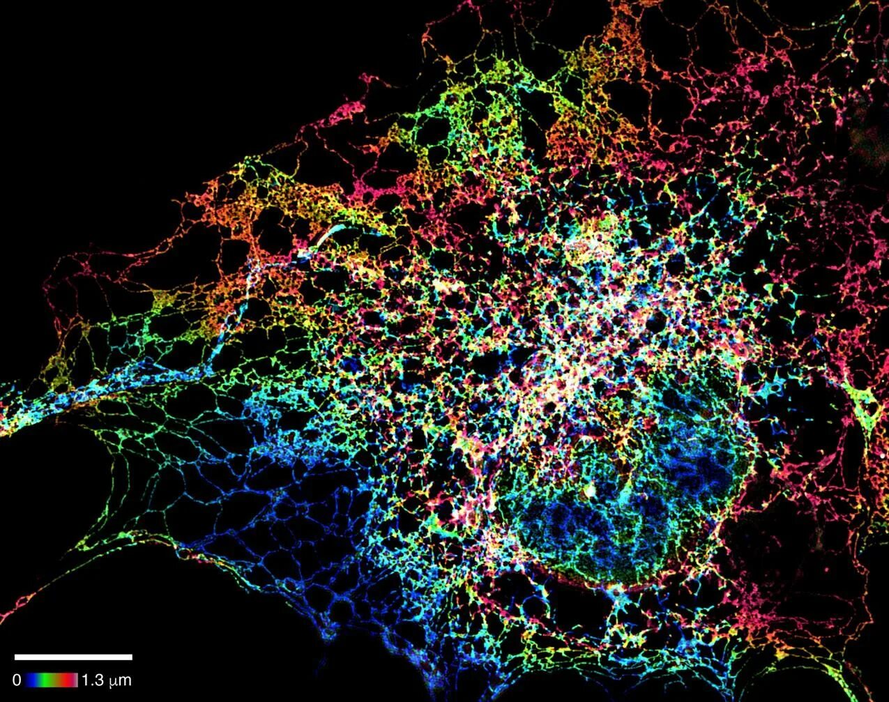 Абстракция Cellular. Cellular. Cellular 2. Illuminating in micrography. Cellular space