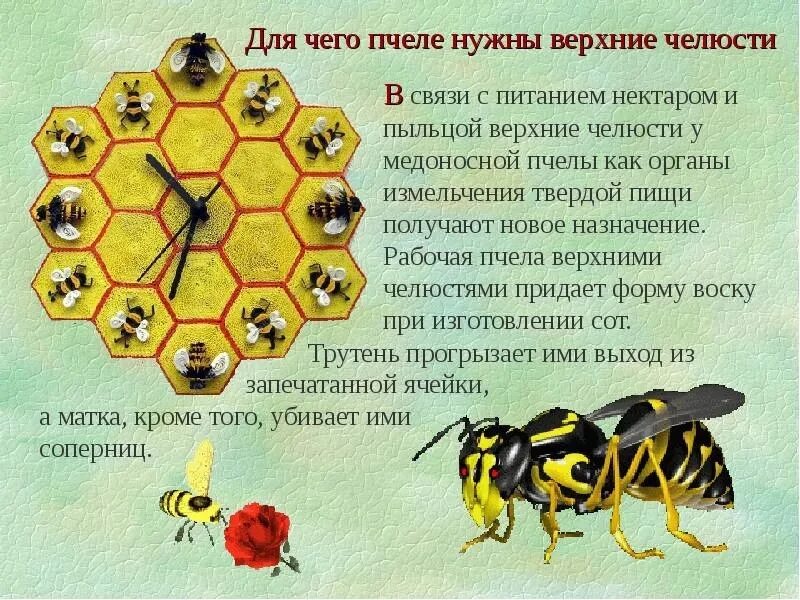 Какую работу выполняют пчелы