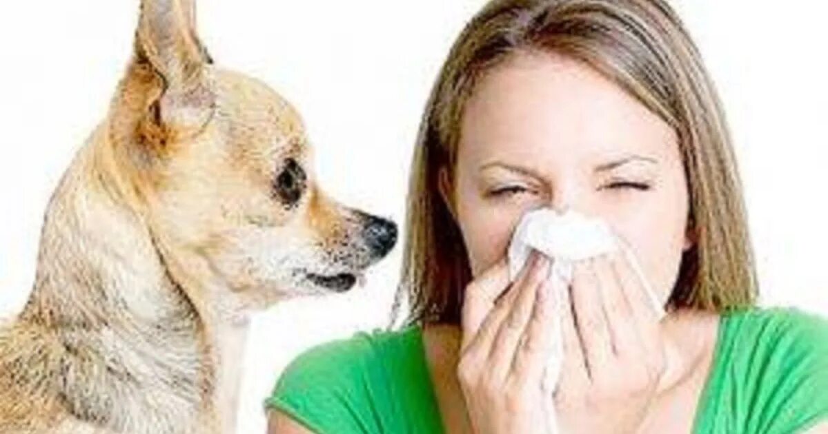 Аллергия на кошек. Аллергия на домашних животных. Аллергия на шерсть животных. Аллергия на шерсть собак.