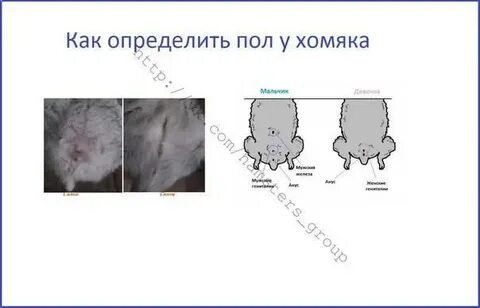Как отличить самца хомяка