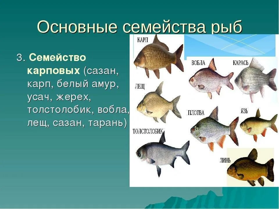 Виды рыб. Карповые рыбы. Рыба семейства карповых. Карповые рыбы список. Карповые какие рыбы