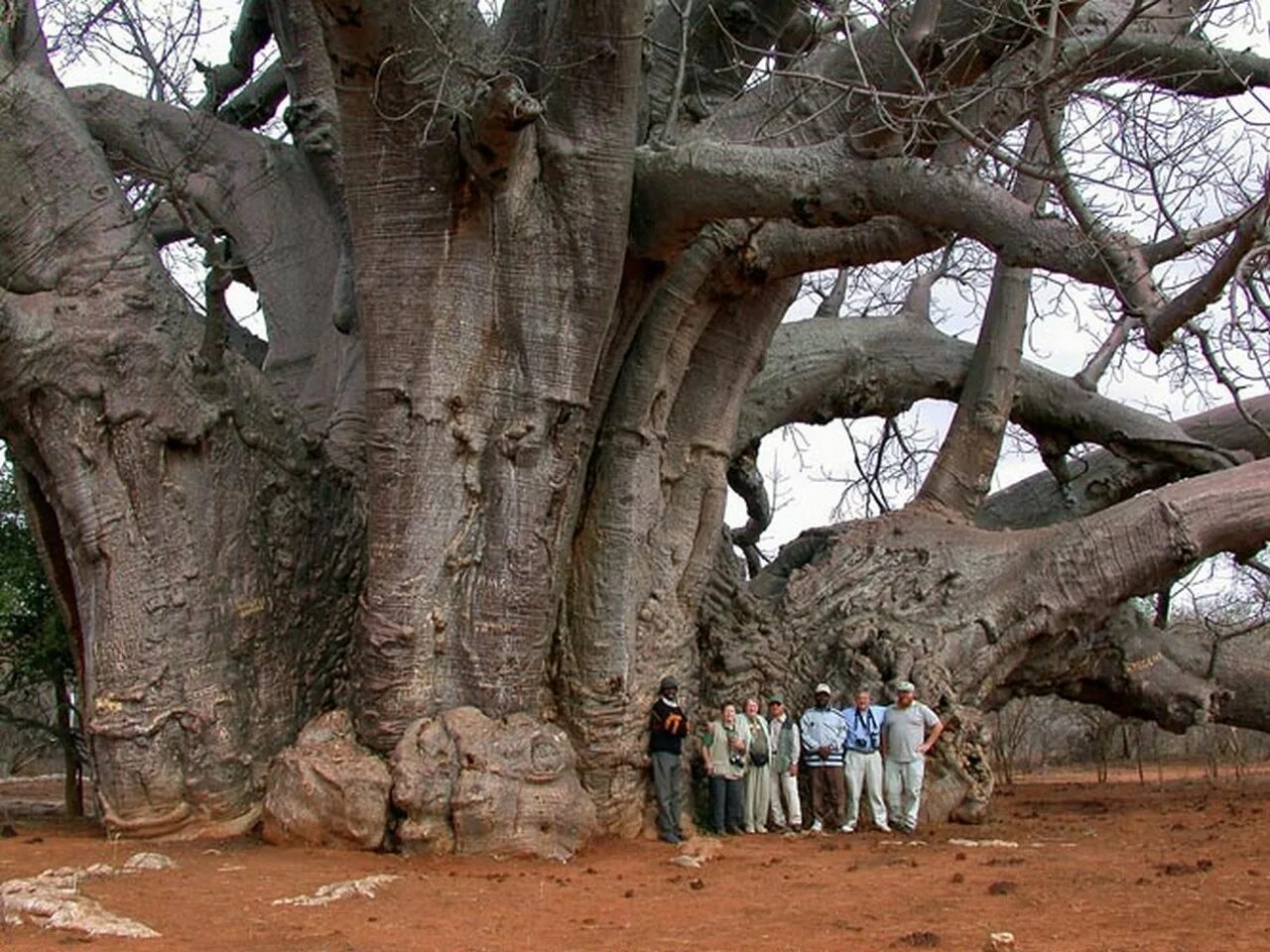 Баобаб Санлэнд. Баобаб дланевидный. Самое большое дерево в мире баобаб. Сенегальский баобаб. Люди живущие на деревьях