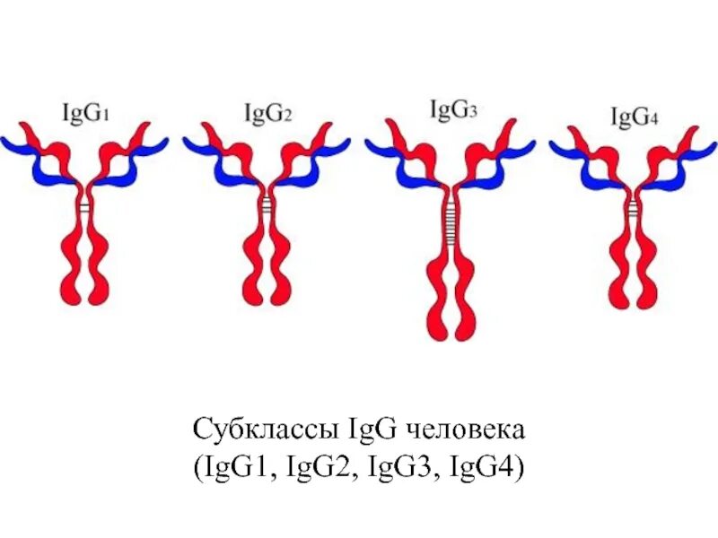 Иммуноглобулин igm igg. Подклассы иммуноглобулина g. Структура иммуноглобулина g. Субклассы иммуноглобулинов. Igg1 igg2 igg3 igg4.