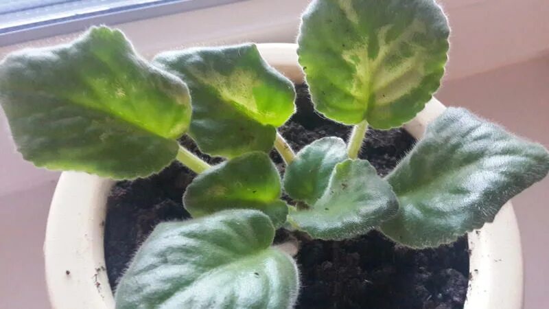 Вирус пятнистости листьев фиалки. Белые пятна на листьях фиалки. Белые пятна на листьях фиалки. Вирус пятнистости листьев фиалки. Жёлтые пятнышки на листьях фиалок.