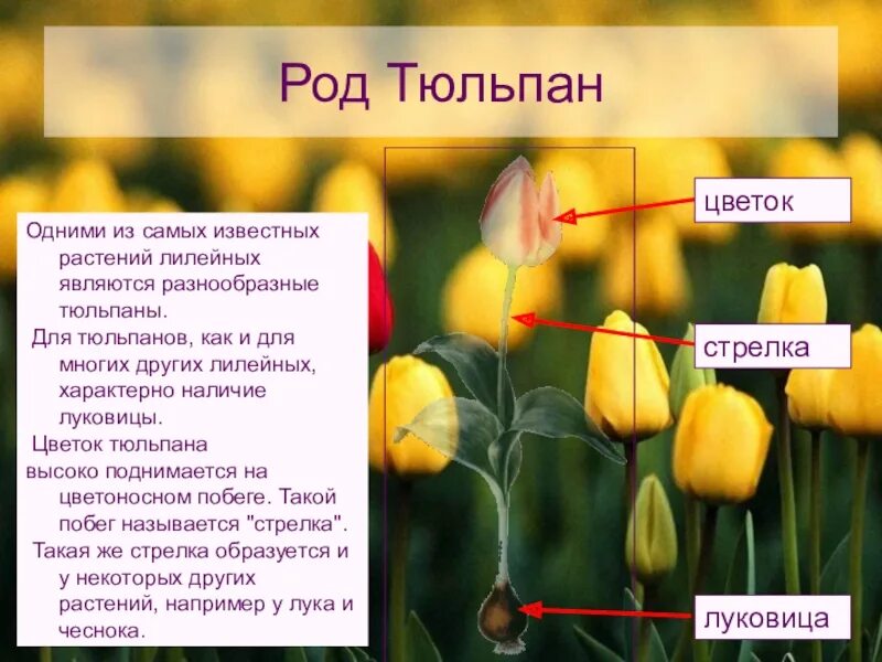 Я украл для тебя тюльпан текст. Однодольные растения тюльпан описание. Доклад про тюльпан. Научные сведения о тюльпане. Описание цветка тюльпана.